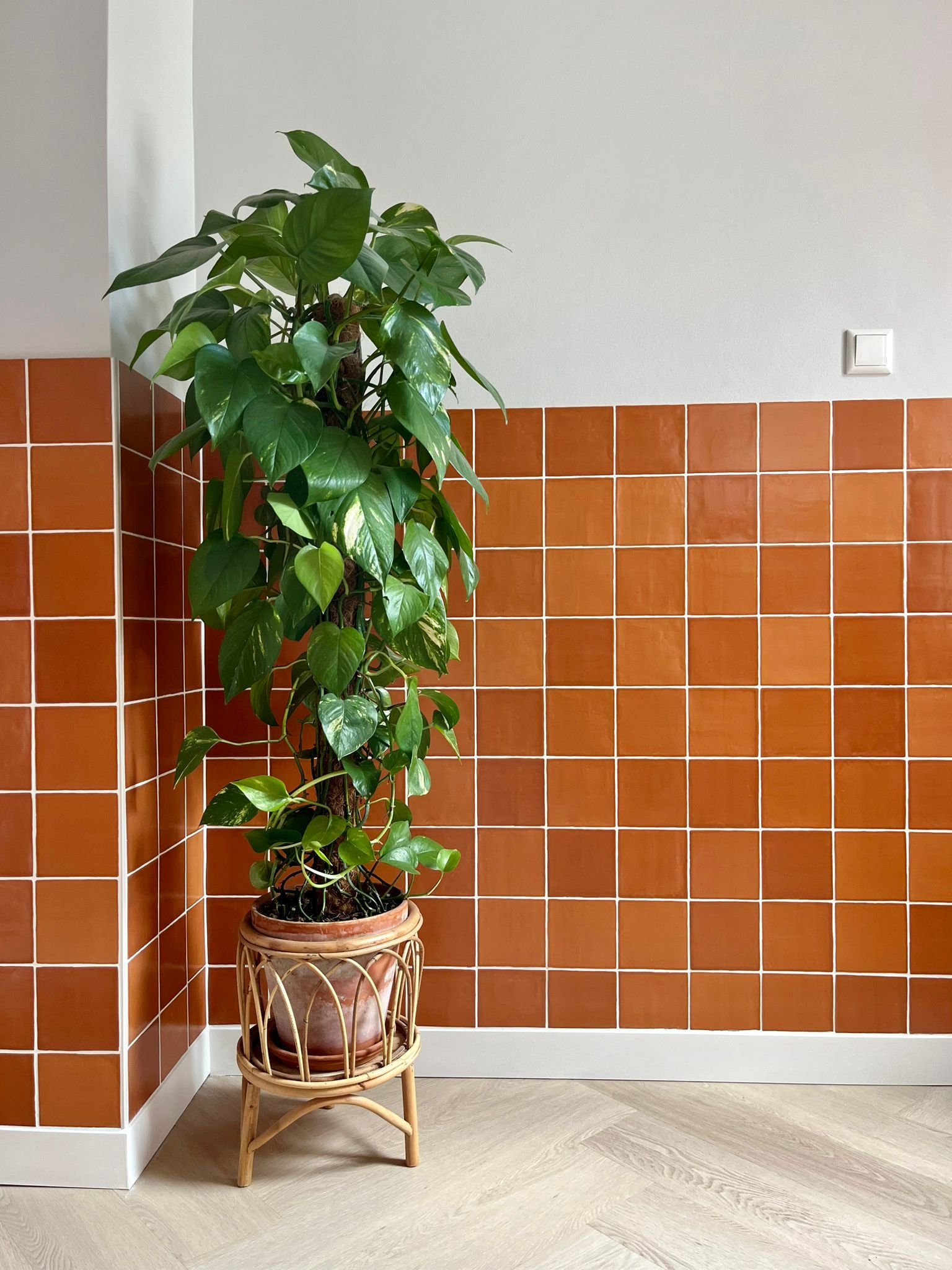 SENSE tegel 13X13 cm COTTO